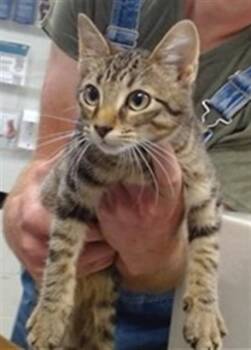 Domestic Short Hair Cats Available for Adoption in Oklahoma City, Oklahoma - A474831 | PetCurious
