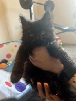 Domestic Long Hair Cats Available for Adoption - Jade | PetCurious