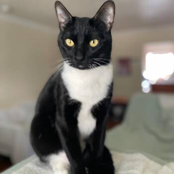 Socks -  Domestic Short Hair Cat for Adoption in Pasadena, California - Socks | PetCurious