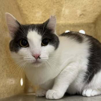 Domestic Short Hair Cats Available for Adoption - Keeva | PetCurious