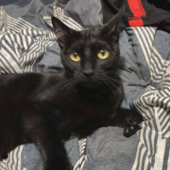 Mittens -  Domestic Short Hair Cat for Adoption in Layton, Utah - Mittens | PetCurious