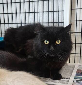 Black corral cat -  Domestic Medium Hair Cat for Adoption in Green River, Wyoming - Black Corral Cat | PetCurious