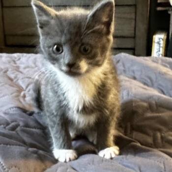Ash in Oak Hill, VA -  Domestic Short Hair Cat for Adoption - Ash In Oak Hill, VA | PetCurious