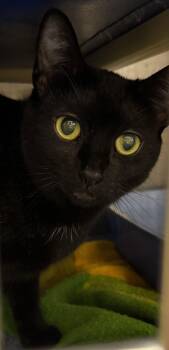 Jenna 5003 -  Domestic Short Hair Cat for Adoption in Locust Grove, Virginia - Jenna 5003 | PetCurious