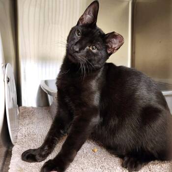 Domestic Short Hair Cats Available for Adoption - Nia | PetCurious