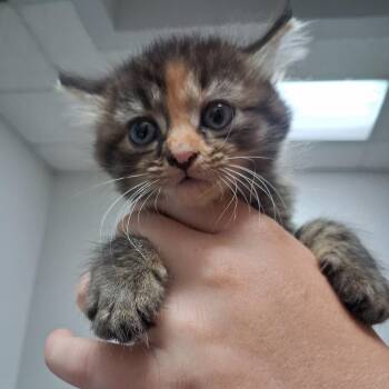 Teak -  Domestic Medium Hair Cat for Adoption in Wichita, Kansas - Teak | PetCurious