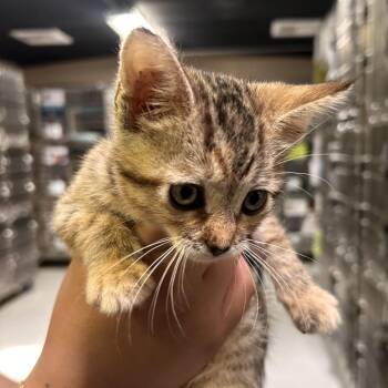 Naomi -  Domestic Short Hair Cat for Adoption in San Gabriel, California - Naomi | PetCurious