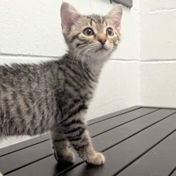 Bear -  Domestic Short Hair Cat for Adoption in Dayton, Ohio - Bear | PetCurious