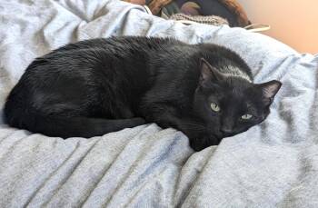 Sonya -  Domestic Short Hair Cat for Adoption in Oakland, California - Sonya | PetCurious