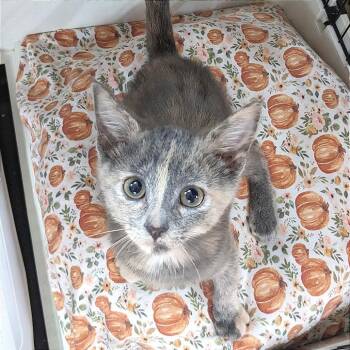 Victory PL -  Domestic Short Hair Cat for Adoption in Union, Missouri - Victory PL | PetCurious