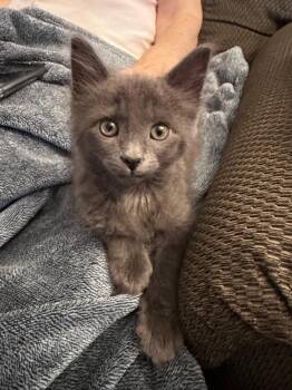 Kaida -  Domestic Short Hair Cat for Adoption in Hamilton, Ontario - Kaida | PetCurious