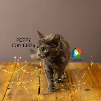 Rescue Domestic Short Hair Cats for Adoption in Lawrenceville, Georgia - Pen 44/45 Poppy | PetCurious