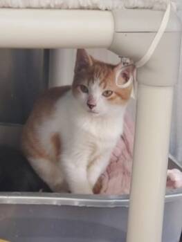 Rescue Domestic Short Hair Cats for Adoption in Sunnyvale, Texas - Chile | PetCurious