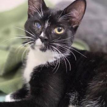 Birdhouse -  Domestic Short Hair Cat for Adoption in Renton, Washington - Birdhouse | PetCurious