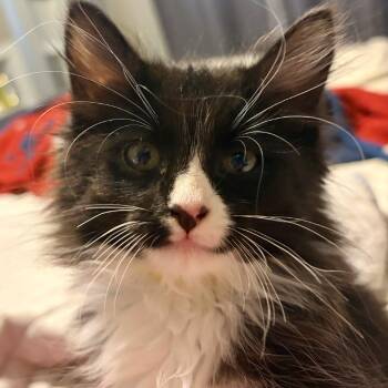 Scraggley Puff(y) -  Domestic Long Hair Cat for Adoption in Denver, Colorado - Scraggley Puff(y) | PetCurious
