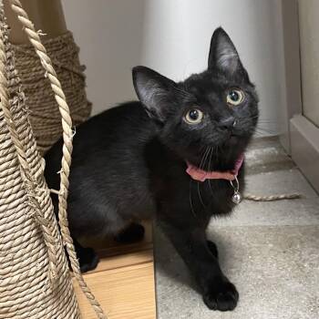 Dazzler -  Domestic Short Hair Cat for Adoption in York, Pennsylvania - Dazzler | PetCurious