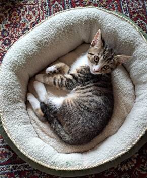 Rescue Domestic Short Hair Cats for Adoption in Sidney, British Columbia - Moody | PetCurious