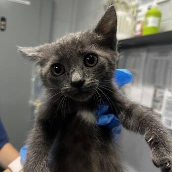 Clarabelle -  Domestic Short Hair Cat for Adoption in Summerville, South Carolina - Clarabelle | PetCurious