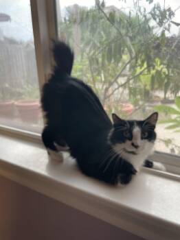 DHL -  Domestic Medium Hair Cat for Adoption in The Woodlands, Texas - DHL | PetCurious