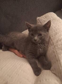 Stardust -  Domestic Short Hair Cat for Adoption in Pomona, New York - Stardust | PetCurious