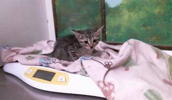 A2094413 -  Domestic Short Hair Cat for Adoption in Houston, Texas - A2094413 | PetCurious