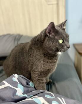 Jessie -  Domestic Short Hair Cat for Adoption in Emerald Isle, North Carolina - Jessie | PetCurious