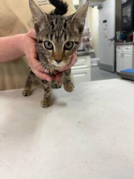 Buzz -  Domestic Short Hair Cat for Adoption in Burgaw, North Carolina - Buzz | PetCurious