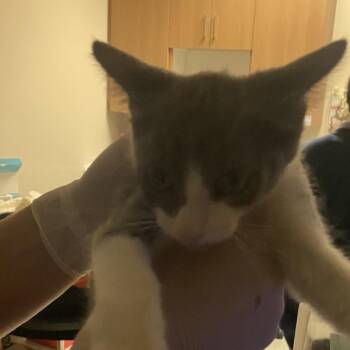 Sequoia -  Domestic Short Hair Cat for Adoption in Reno, Nevada - Sequoia | PetCurious