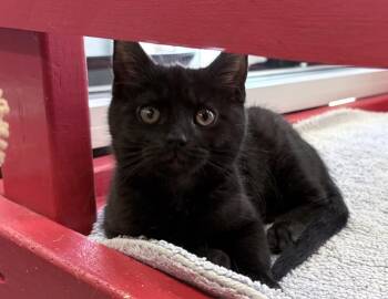 Rocky -  Domestic Short Hair Cat Available for Adoption in Columbus, Indiana - Rocky | PetCurious
