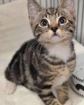 Toulouse -  Domestic Short Hair Cat for Adoption in Novato, California - Toulouse | PetCurious