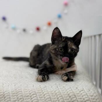 Tortoiseshell and Domestic Short Hair Cats Available for Adoption - Espeon Pokemon | PetCurious