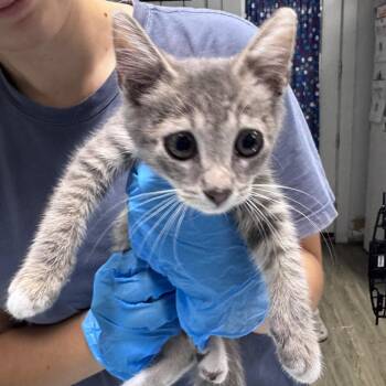 Raccoon -  Domestic Short Hair Cat for Adoption in Summerville, South Carolina - Raccoon | PetCurious