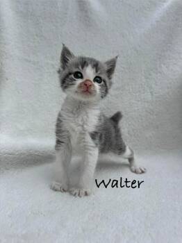 Walter -  Domestic Short Hair Cat for Adoption in Fayetteville, Arkansas - Walter | PetCurious