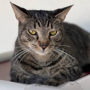 Rescue Domestic Short Hair Cats for Adoption in Sarasota, Florida - Carrie | PetCurious