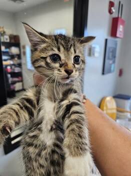 Rescue Domestic Short Hair Cats for Adoption in Republic, Missouri - Door | PetCurious