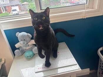 Nyx 2.0 -  Bengal Cat for Adoption in Athens, Ontario - Nyx 2.0 | PetCurious