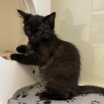 Domestic Short Hair Cats Available for Adoption in Beaumont, Texas - Annabeth | PetCurious