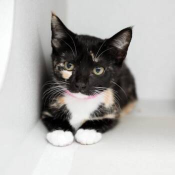 Tori -  Domestic Short Hair Cat for Adoption in Atlanta, Georgia - Tori | PetCurious