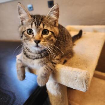 Rescue Domestic Short Hair Cats for Adoption in Springfield, Oregon - Jeremy | PetCurious