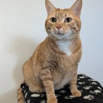 Pickles -  Domestic Short Hair Cat for Adoption in Rochester, Minnesota - Pickles | PetCurious