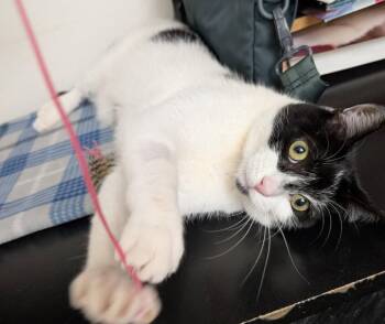 Rowan -  Domestic Short Hair Cat for Adoption in Oakland, California - Rowan | PetCurious
