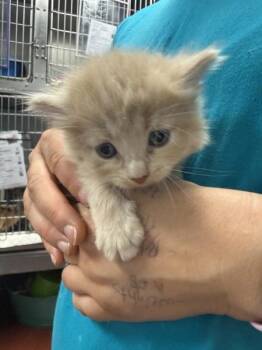 Cantaloupe -  Domestic Short Hair Cat for Adoption in Salisbury, Maryland - Cantaloupe | PetCurious