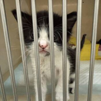 Domestic Short Hair Cats Available for Adoption in Westminster, California - Carmelo | PetCurious