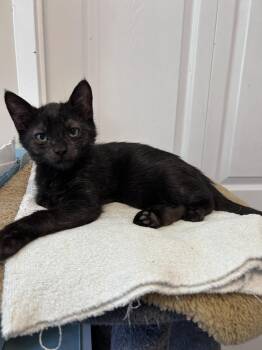 Domestic Short Hair Cats Available for Adoption in Burnaby, British Columbia - Snoopy | PetCurious