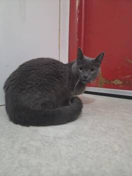 Tum Tum -  Russian Blue Cat for Adoption in Salmon, Idaho - Tum Tum | PetCurious