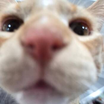 Rory -  Domestic Short Hair Cat for Adoption in Bismarck, North Dakota - Rory | PetCurious
