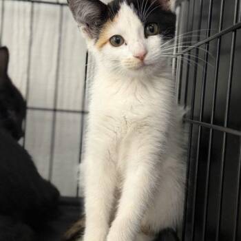 Jaina -  Calico and Domestic Short Hair Cat for Adoption in Edmond, Oklahoma - Jaina | PetCurious