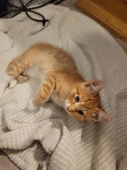 Theo -  Tabby Cat for Adoption in Fort Worth, Texas - Theo | PetCurious