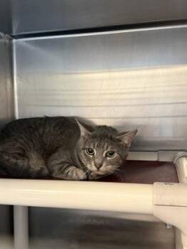Dex -  Domestic Short Hair Cat for Adoption in Fallston, Maryland - Dex | PetCurious