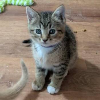 Domestic Short Hair Cats Available for Adoption in Fairway, Kansas - PYT | PetCurious
